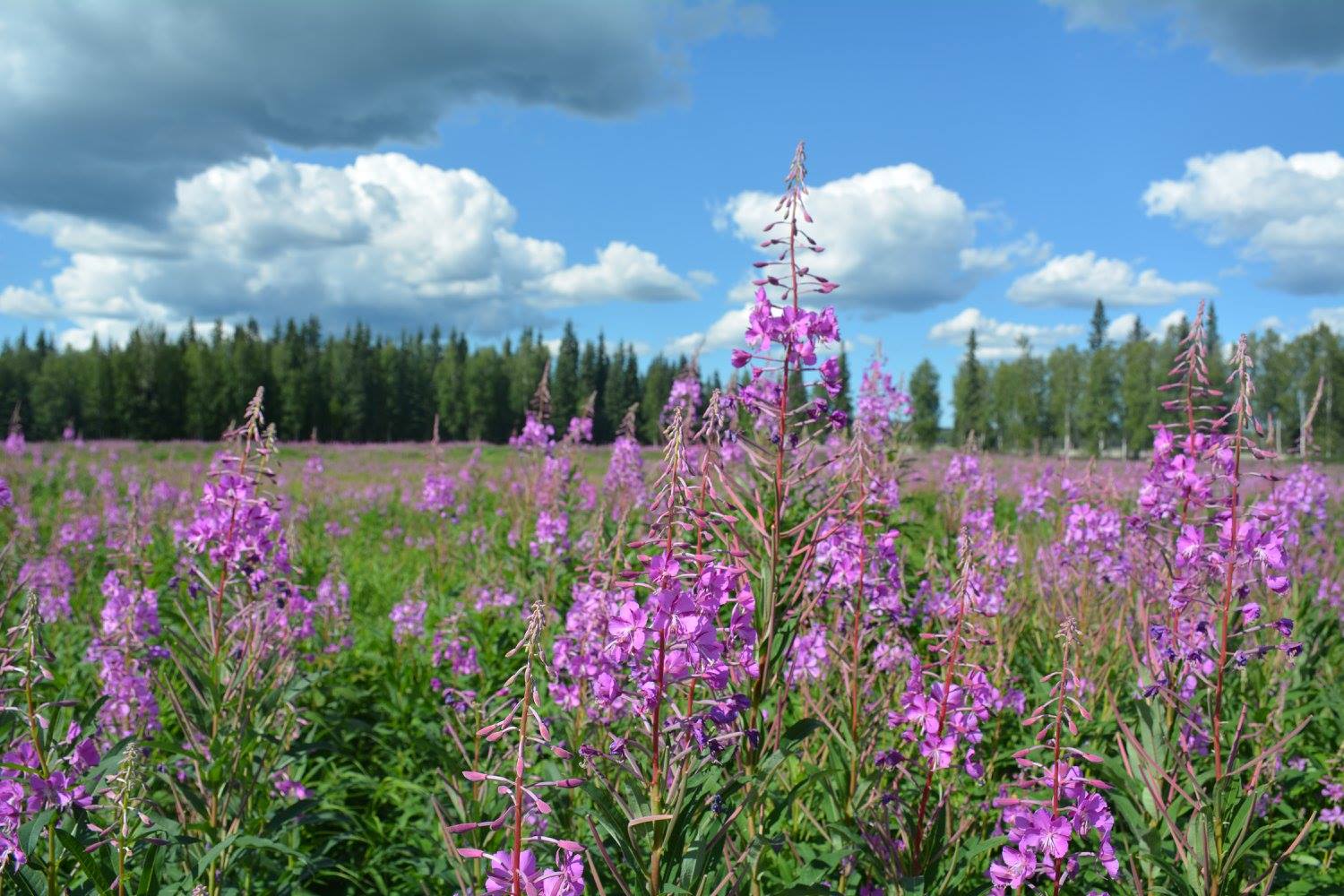 field of blooming fireweed under a blue skiy