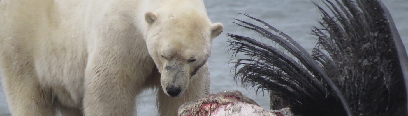 Polar bear eating whale carcass outside of Utqiaġvik