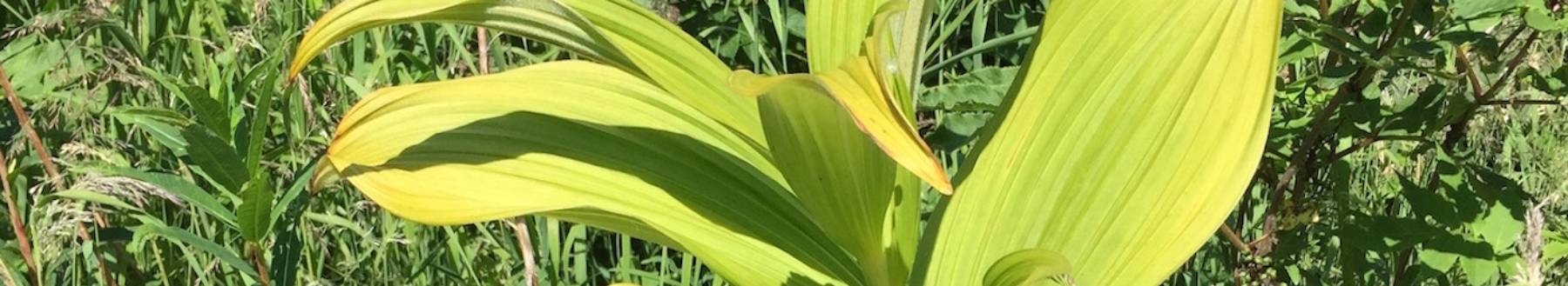 False Hellbore growing in Interior Alaska