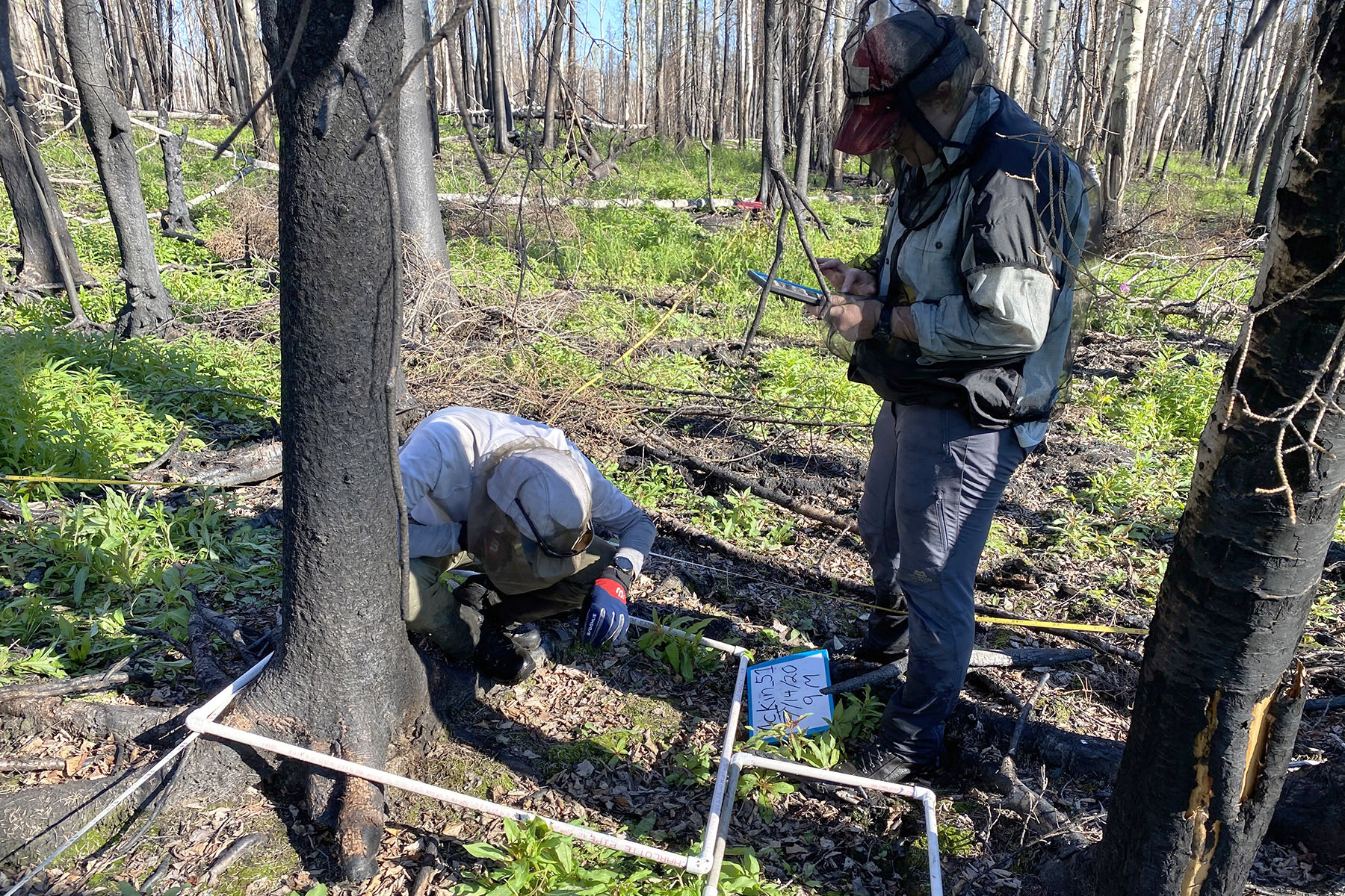 Researchers examine post-fire vegetation.
