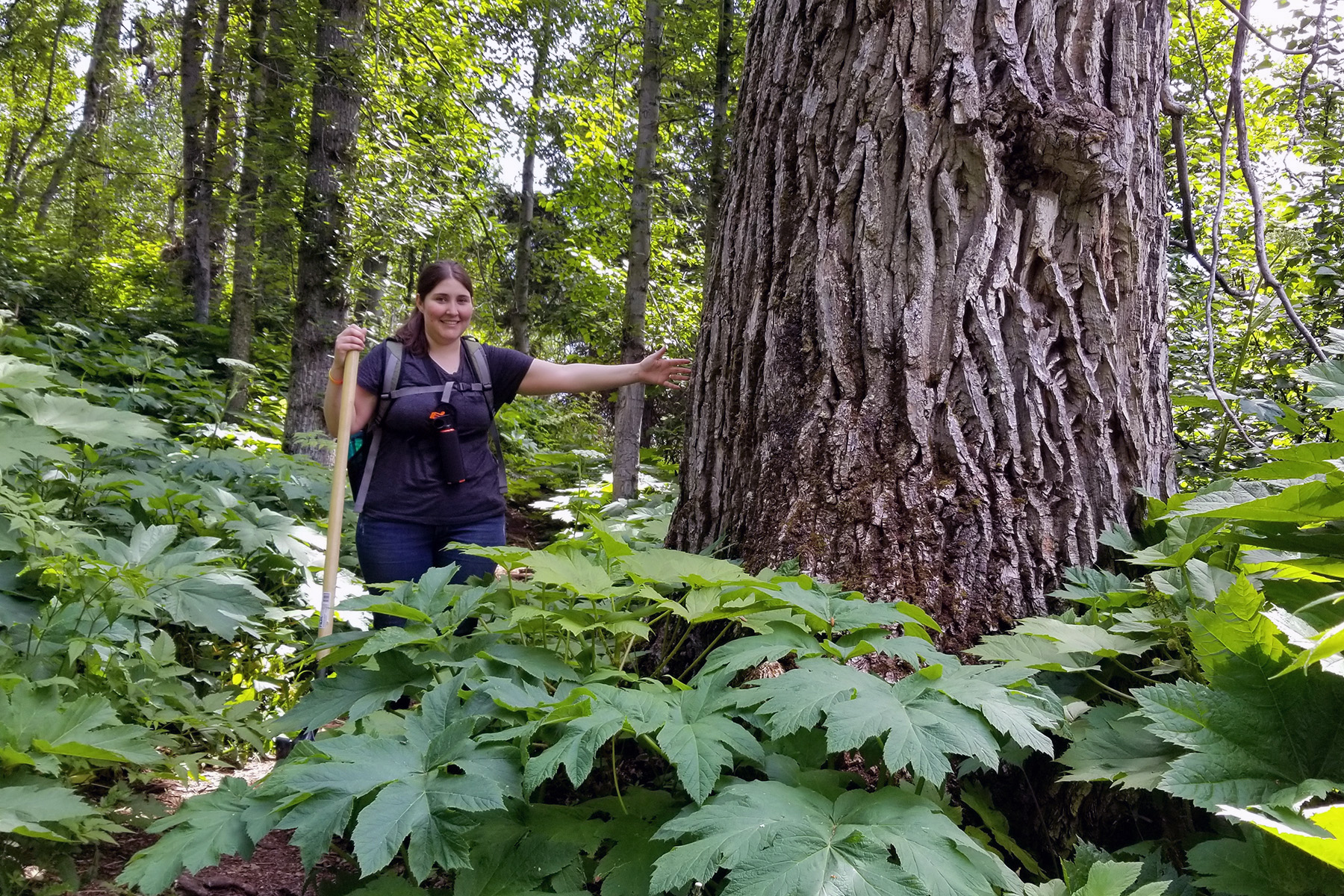 A student stands with arm out to a tree with a wide trunk surrounded by large Devil's Club plants.