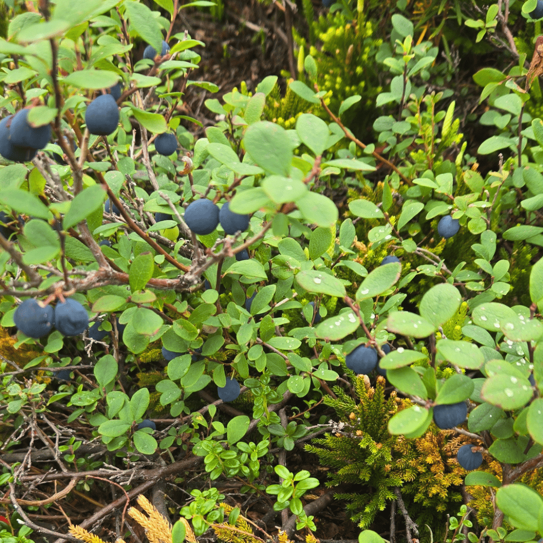 blueberries