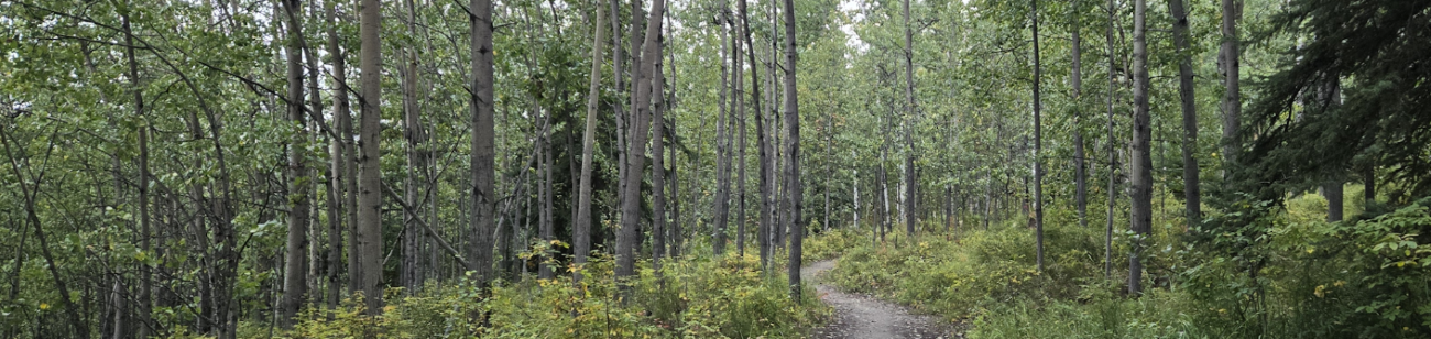 view of a footpath through the woods