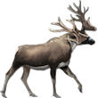 stag moose