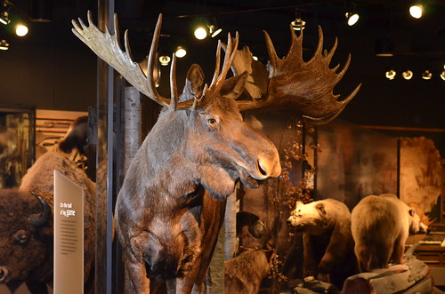 Maxine museum moose