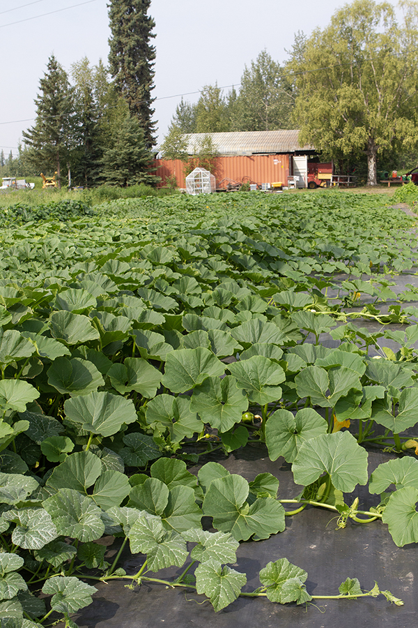 Large squash plants growing on mounds with farm buildings in background