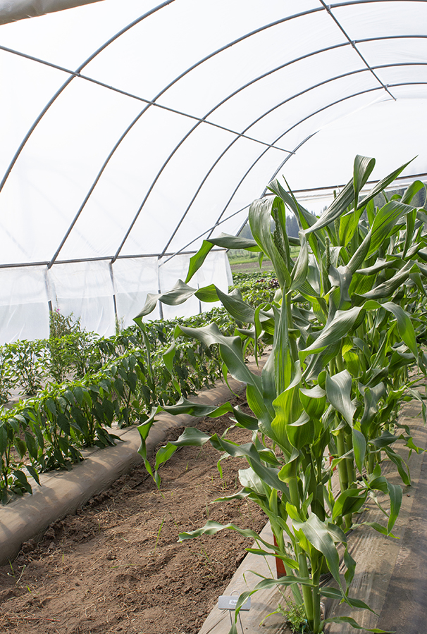 Crops growing in a high tunnel