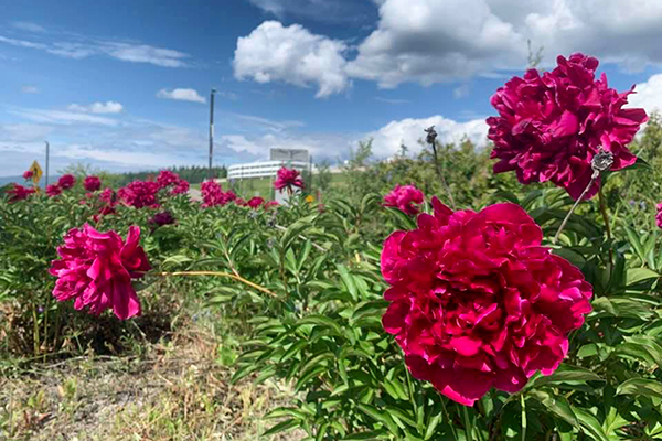 Dark pink peonies in the Thompson Drive roundabout