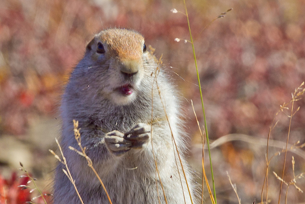 an Arctic Ground Squirrel standing up in fall foliage