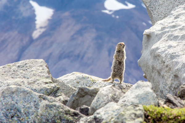 An Arctic Ground Squirrel stands on a granite rock in summer