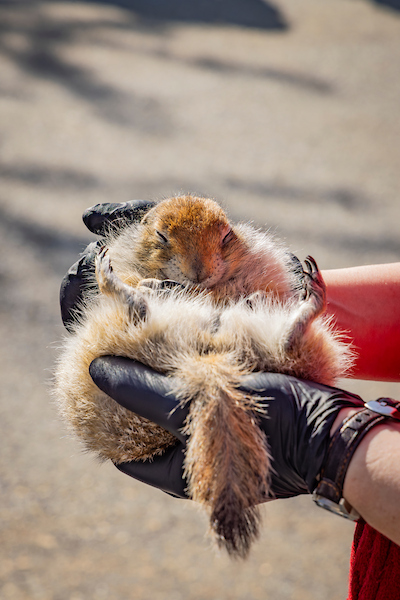 The Institute of Arctic Biology brings a hibernating Ground Squirrel to Party in the Park on the lower Troth Yeddha' Campus. A person is holding the squirrel in both hands.