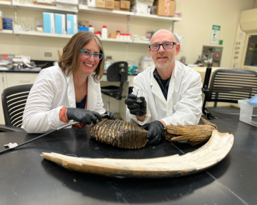 Nicole Misarti and Matthew Wooller prepare a wooly mammoth tooth sample for radiocarbon dating.