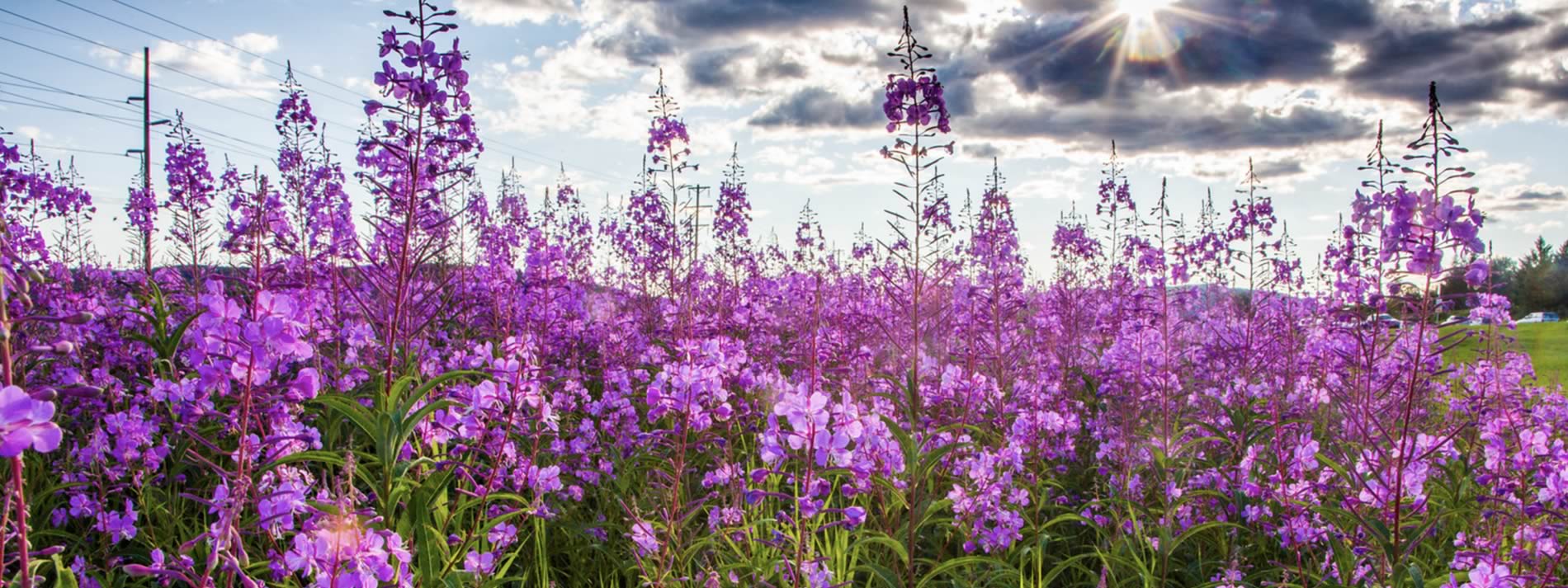 Fireweed in a field