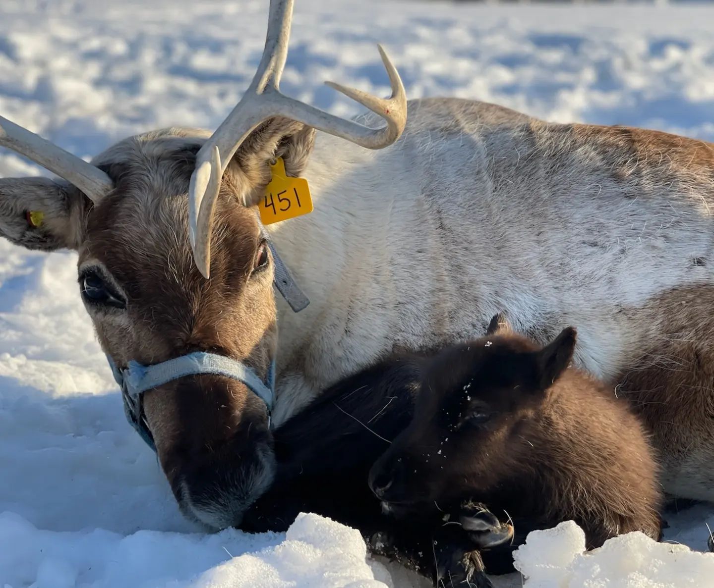 reindeer baby