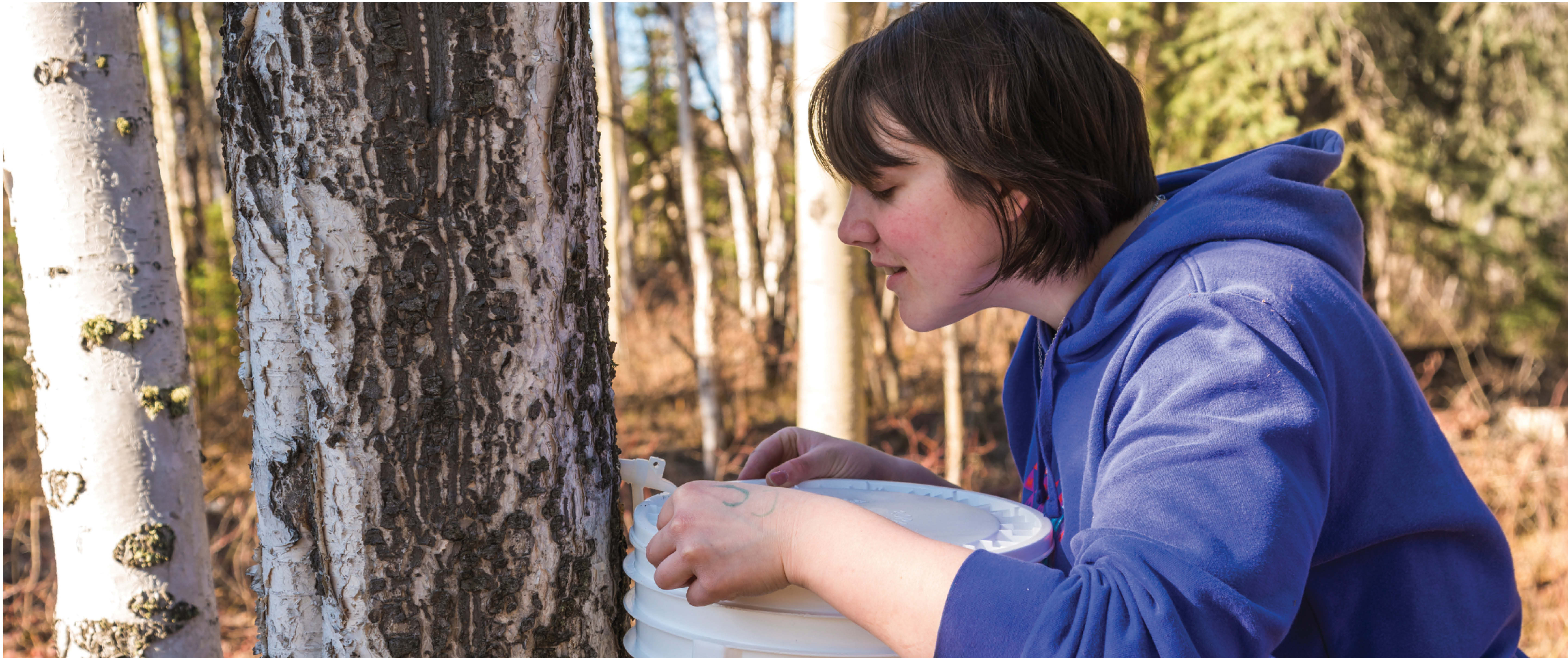 Student tapping tree sap