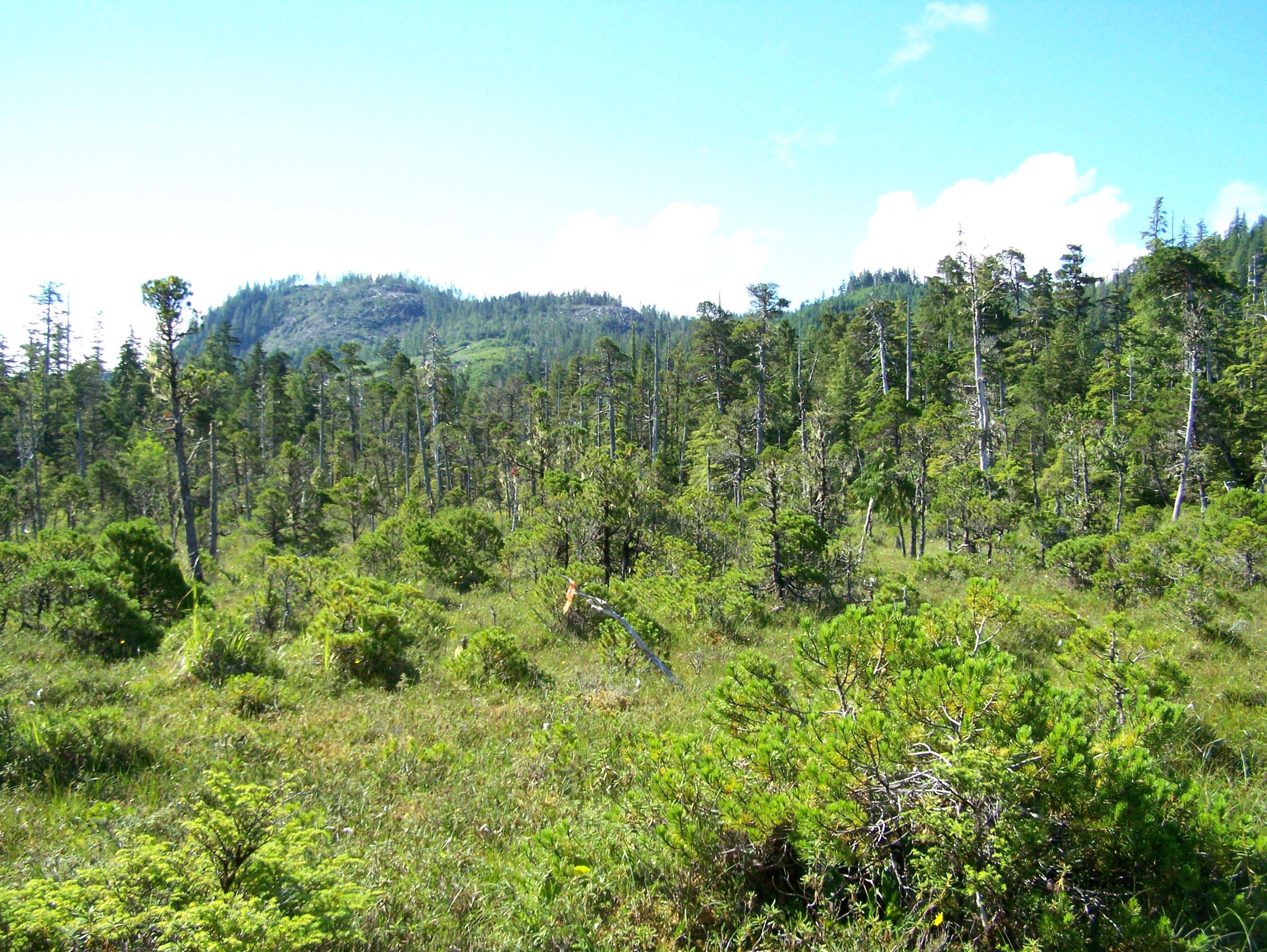 Etolin view terrain and foliage