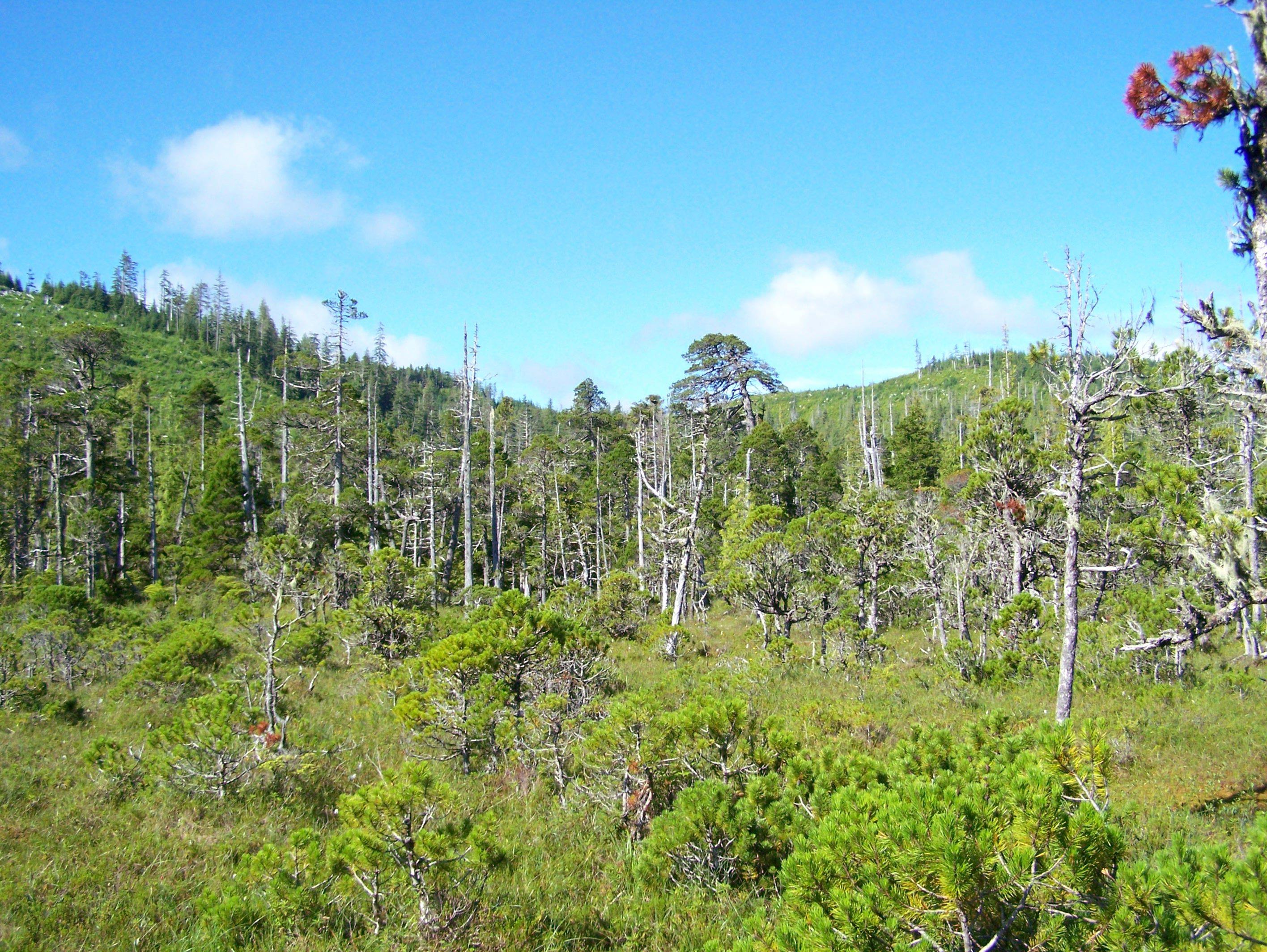 PW.EV.XXXX foliage and terrain